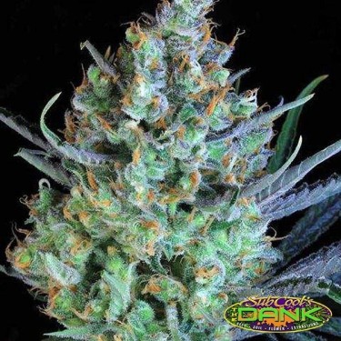 Jacked-Up Regular de SubCool The Dank - Grow Barato