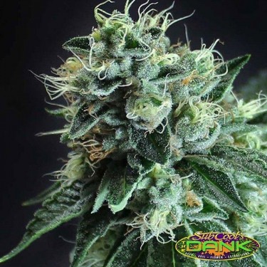 Jesus OG Kush de SubCool The Dank - Grow Barato