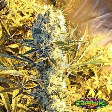 Kaboom Regular variedad de SubCool The Dank - Grow Barato