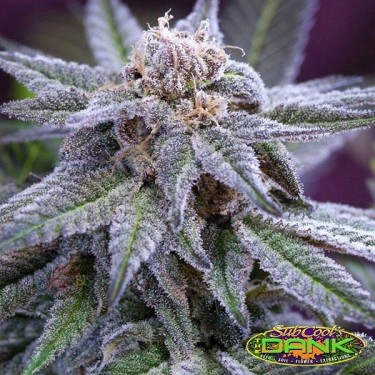 Killer Grape Regular de SubCool The Dank - Grow Barato