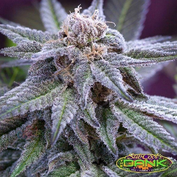 Grape assassino Regular de Subcool The Dank - Crescer Barato