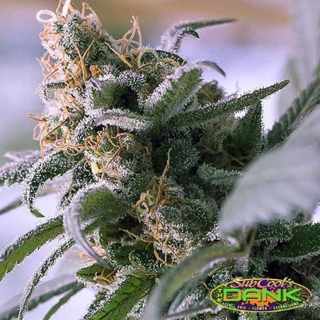 Lemon Stilton Regular de SubCool The Dank - Grow Barato Lemon Stilton Regular de SubCool The Dank - Grow Barato