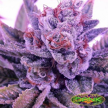 Lord Licorice Regular de SubCool The Dank - Grow Barato Lord Licorice Regular de SubCool The Dank - Grow Barato