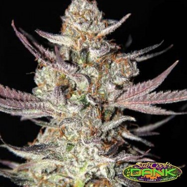 Marionberry Kush Regular de SubCool The Dank - Grow Barato