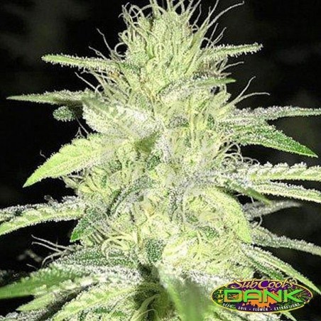 Nepali Queen Regular de SubCool The Dank - Grow Barato Nepali Queen Regular de SubCool The Dank - Grow Barato