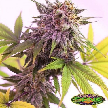 Pina Rita Regular de SubCool The Dank - GB