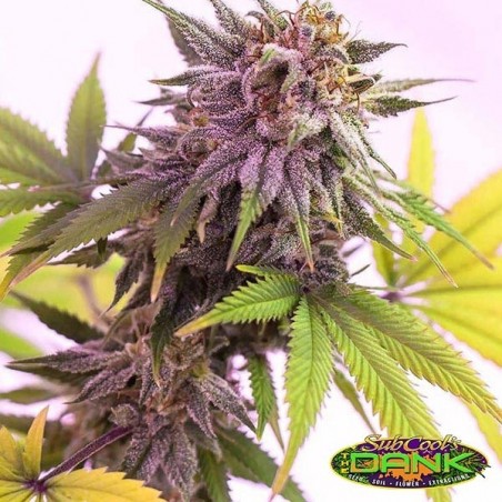 Pina Rita Regular de SubCool The Dank - GB Pina Rita Regular de SubCool The Dank - GB