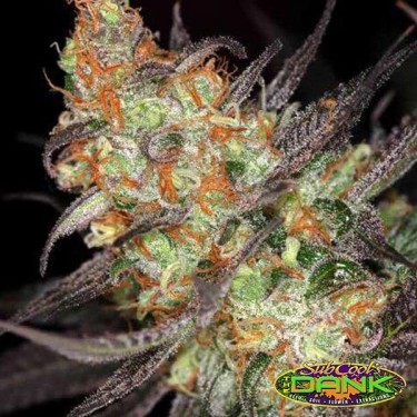 Qleaner Regular genética de SubCool The Dank - Grow Barato