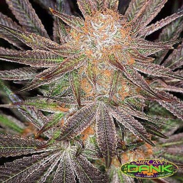 Qrazy Train Regular de SubCool The Dank - Grow Barato