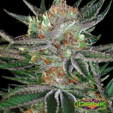 Qush Regular variedad de SubCool The Dank - Grow Barato