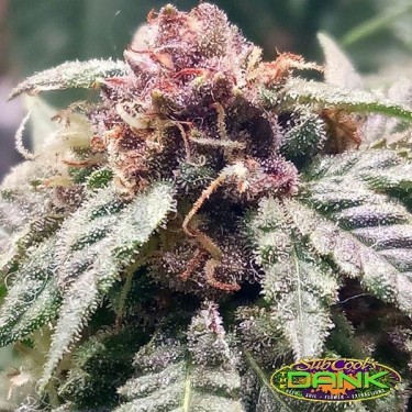 Sangria Regular semillas de SubCool The Dank - Grow Barato