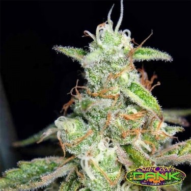 Third Dimension Regular de SubCool The Dank - Grow Barato