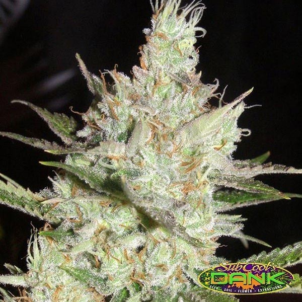 Sweet Tea regular de Subcool The Dank - Grow Barato