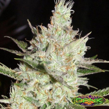 Sweet Tea regular de Subcool The Dank - Grow Barato Sweet Tea regular de Subcool The Dank - Grow Barato