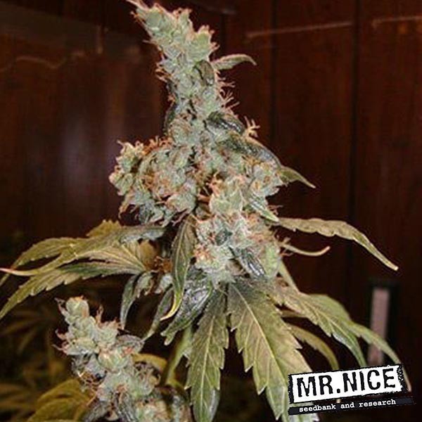 Afghan Haze Regular by Mr. Nice Seeds - GB