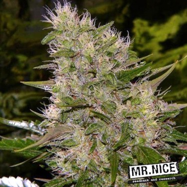 ▷ Comprar Critical Mass Mr Nice Regular- Grow Barato