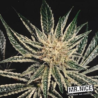 Semillas de Black Widow de Mr. Nice - Grow Barato