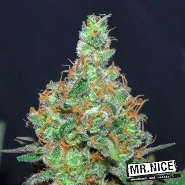 Super Silver Haze regular Mr. Nice Seedbank - Grow Barato
