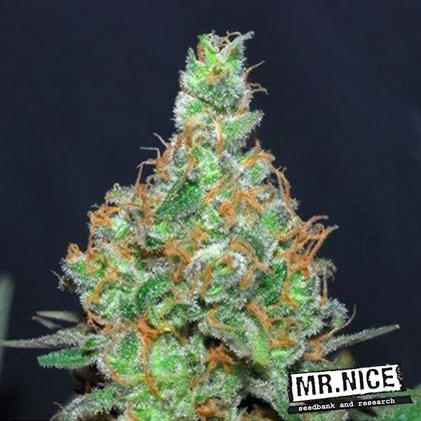 Plante de marijuana Super Silver Haze