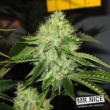 Medicine Man Semillas Regulares de Mr.Nice - Grow Barato