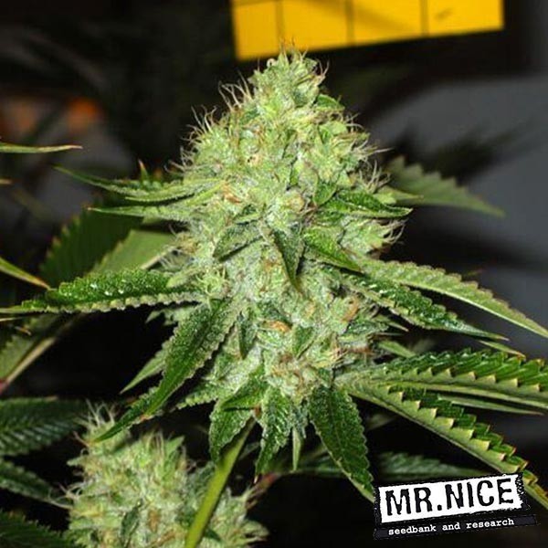 Medicine Man Semillas Regulares de Mr.Nice - Grow Barato