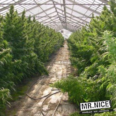 Neville's Haze regulares de Mr. Nice - Grow Barato