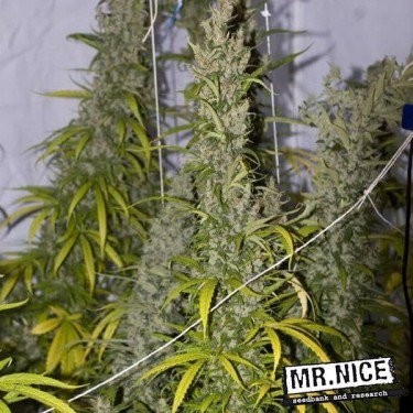 Mango Haze Regular de Mr. Nice 15 semillas - Grow Barato