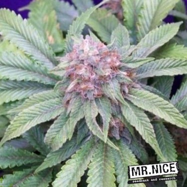 Semillas de G13 Widow de Mr. Nice Seeds - Grow Barato