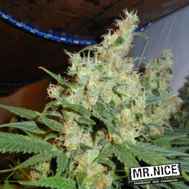 NL5 x Haze Regular de Mr. Nice 15 semillas - Grow Barato