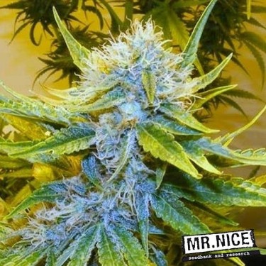 G13 Haze Semillas Regulares Mr. Nice - Grow Barato