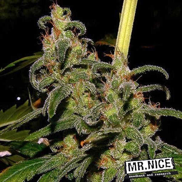 La Niña Regular