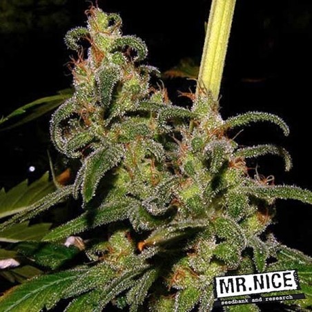 La Niña 15 semillas regulares Mr. Nice Sativa - Grow Barato La Niña 15 semillas regulares Mr. Nice Sativa - Grow Barato