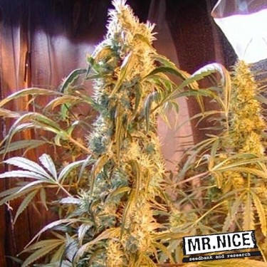 Semillas Mango x Widow regular de Mr. Nice - Grow Barato
