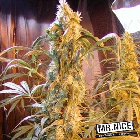 Semillas Mango x Widow regular de Mr. Nice - Grow Barato Semillas Mango x Widow regular de Mr. Nice - Grow Barato