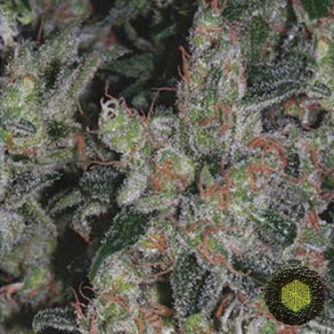 Kalichakra de Mandala Seeds efecto leve - Grow Barato