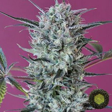 Krystalica de Mandala Seeds cepa gran calidad - Grow Barato