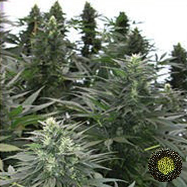 Safari Mix Mandala Seeds genéticas variadas - Grow Barato