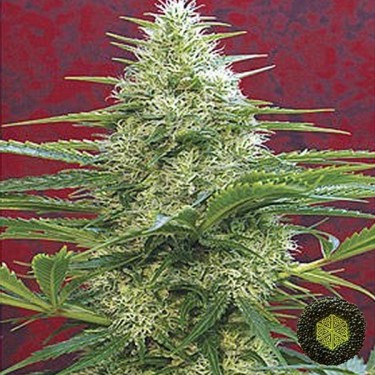 Satori de Mandala Seeds cepa gran producción - Grow Barato