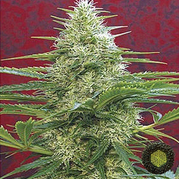 Satori de Mandala Seeds cepa gran producción - Grow Barato