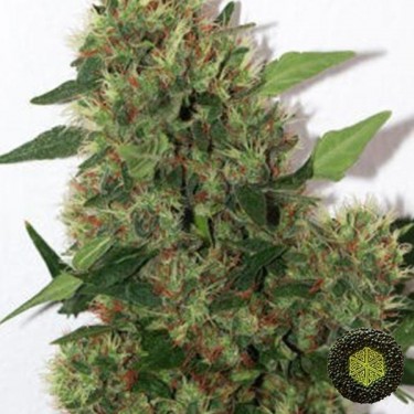 Chill-OM de Mandala Seeds cepa resistente - Grow Barato