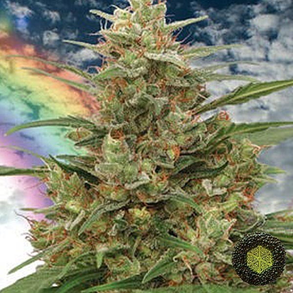 Semilla Mandala #1 regular de Mandala Seeds - Grow Barato