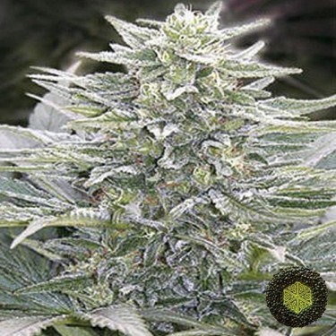 Hashberry de Mandala Seeds de efecto relax - Grow Barato