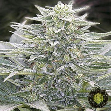 Hashberry de Mandala Seeds de efecto relax - Grow Barato Hashberry de Mandala Seeds de efecto relax - Grow Barato