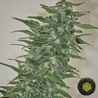 Rishi Kush regular de Mandala Seeds cepa Kush - Grow Barato