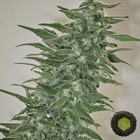 Rishi Kush regular de Mandala Seeds cepa Kush - Grow Barato Rishi Kush regular de Mandala Seeds cepa Kush - Grow Barato