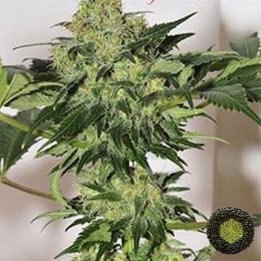 Beyond the Brain regular de Mandala Seeds - Grow Barato