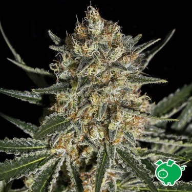 Comprar Face Off OG Bilbo de Genehtik Seeds - Grow Barato