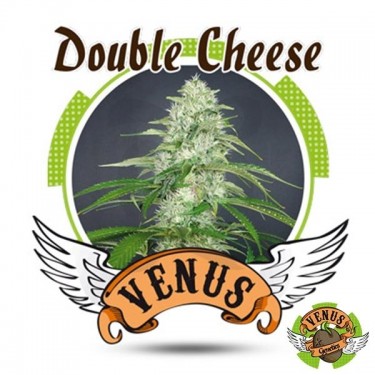 Double Cheese de Venus Genetics feminizada - Grow Barato
