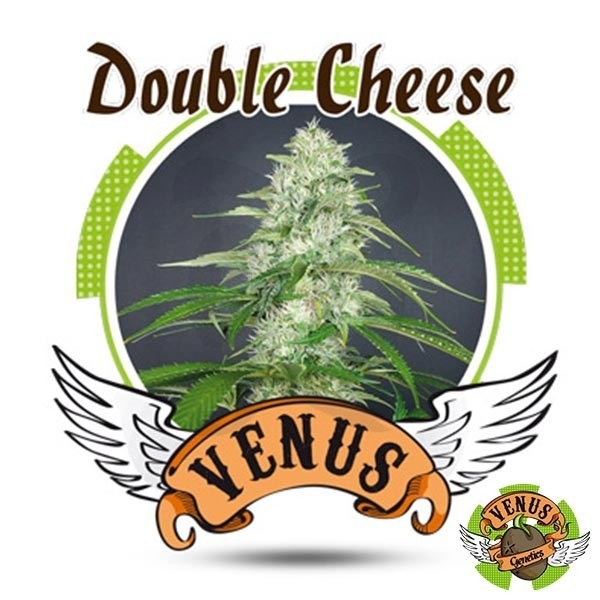 Double Cheese de Venus Genetics feminizada - Grow Barato