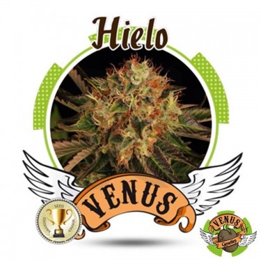 Hielo Venus Genetics 100% feminizada - Grow Barato